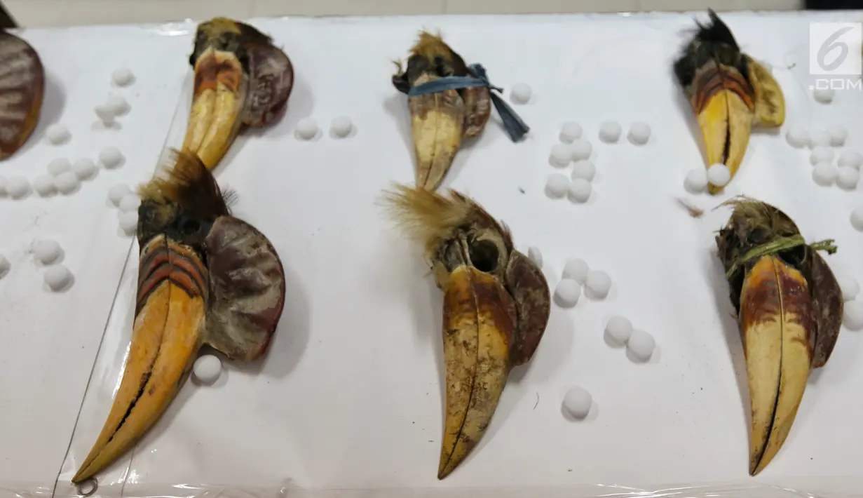 Barang bukti burung Julang Sulawesi sitaan Direktorat Tindak Pidana Tertentu Bareskrim Polri ditunjukkan di Bareskrim, Jakarta, Selasa (5/3). Pelaku jual beli Julang Sulawesi memasarkan satwa dilindungi tersebut lewat media sosial. (Liputan6.com/JohanTall