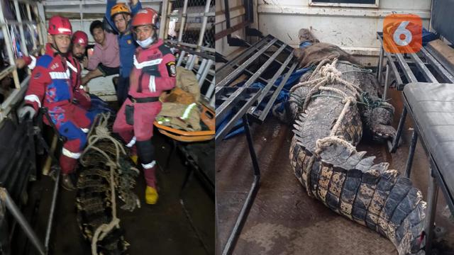 Buaya berenang di pemukiman warga saat banjir di Makassar (Liputan6.com/Istimewa)