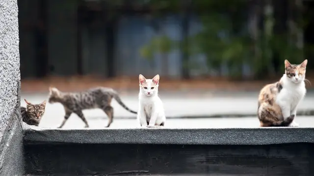 5 Cara Ampuh Mengusir Kucing Liar agar Tak Kembali ke Rumah