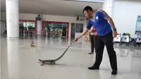Biawak Besar Keluyuran di Bandara Djalaludin Gorontalo, Mau Traveling?