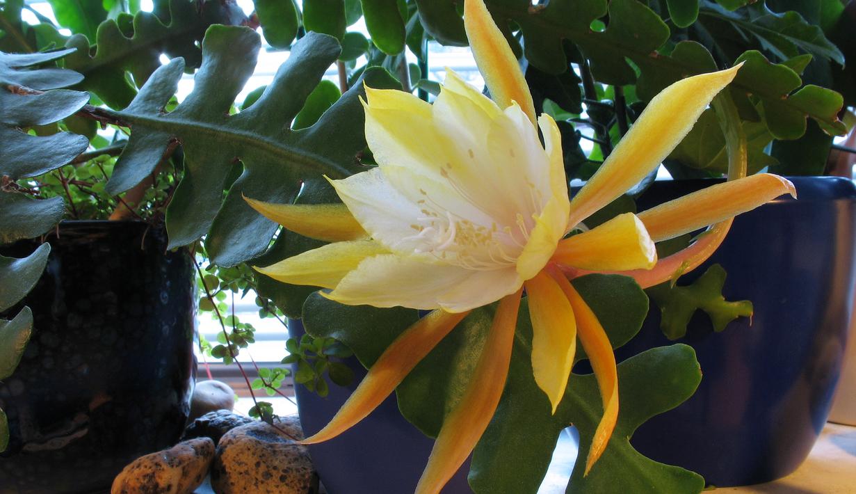 Pohon Bunga Wijayakusuma sangat populer di Indonesia. Konon, bunga ini membawa keberuntungan bagi penanamnya. (Wikimedia)