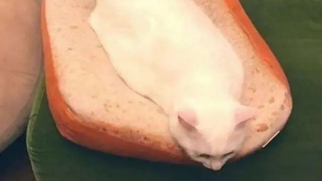 Hewan Mirip Makanan Enak