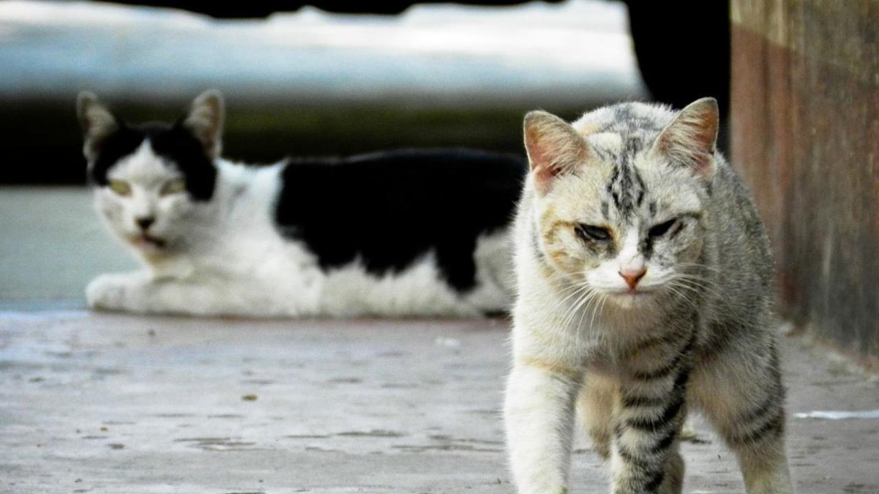 Risiko Komplikasi Gigitan Kucing Liar