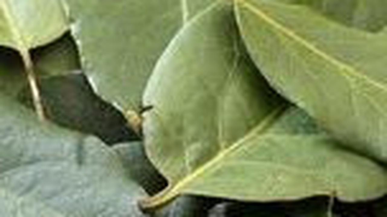 4. Daun Salam