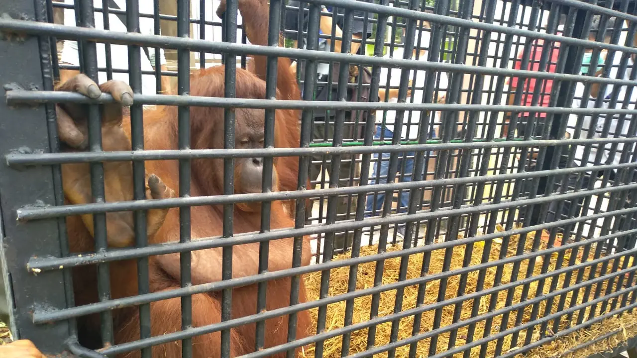 Kebun Binatang Medan