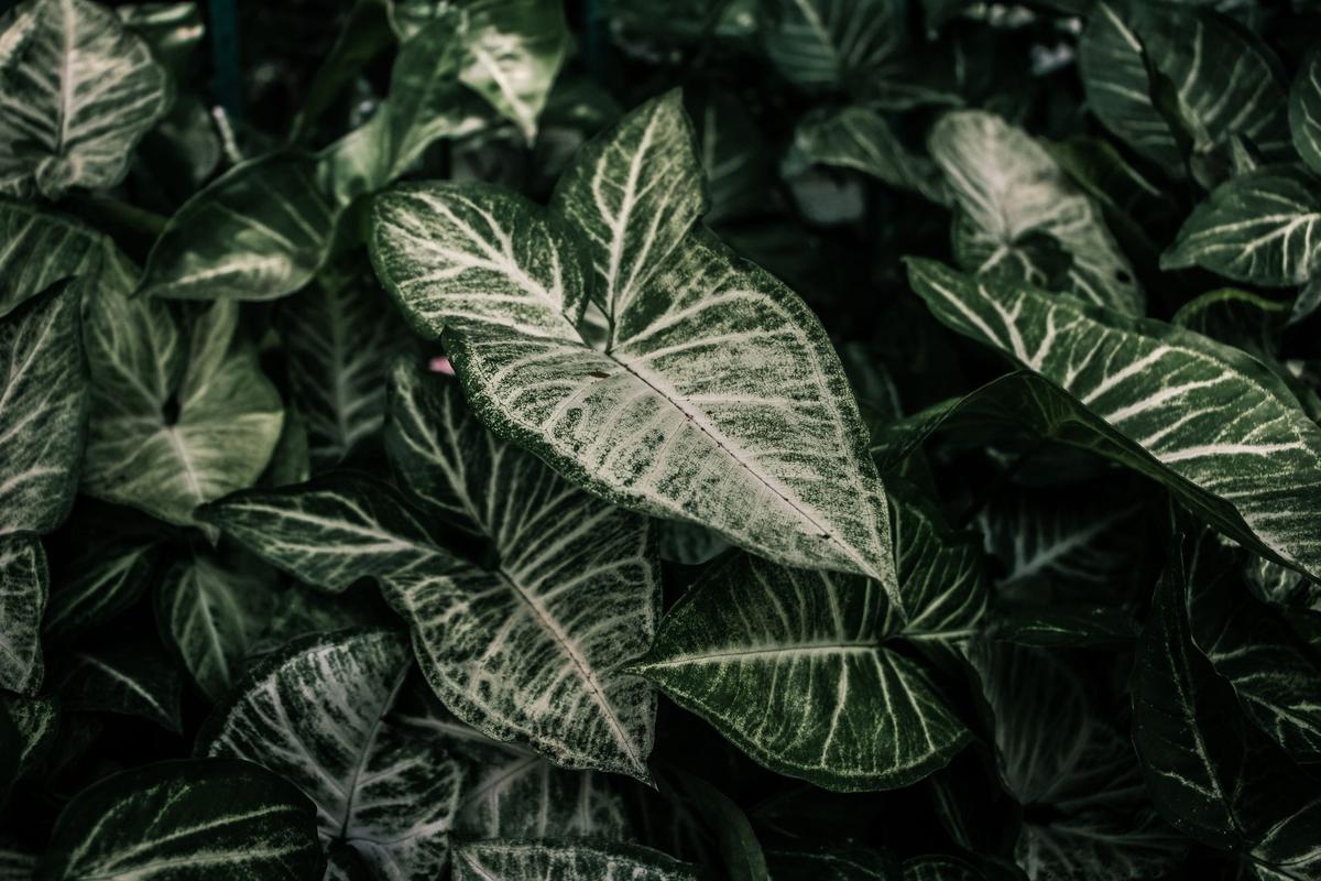 Tanaman Hias dengan Warna Daun Dua Tone