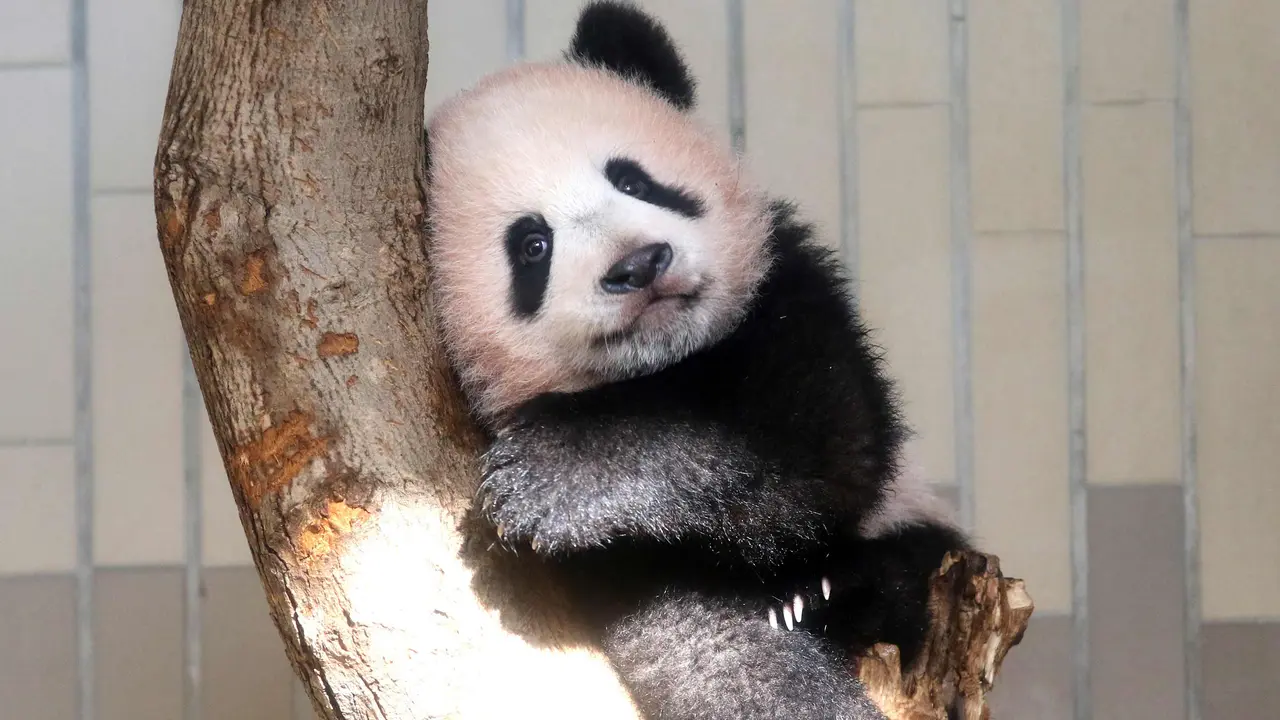 Bayi Panda Xiang Xiang