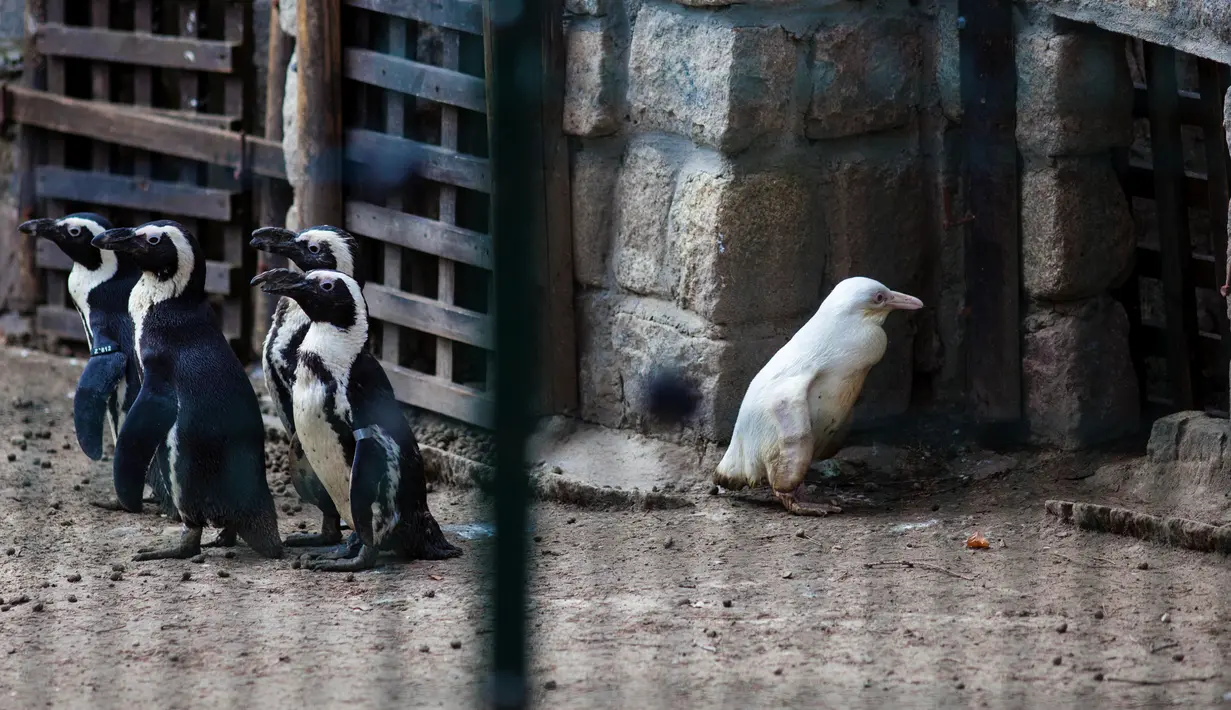 Seekor penguin albino diperlihatkan kepada publik untuk pertama kalinya di kebun binatang Gdansk, Polandia, 22 Maret 2019. Menurut petugas kebun binatang, penguin berusia tiga bulan tersebut merupakan satu-satunya albino. (Agencja Gazeta/Michal Ryniak via REUTERS)
