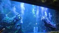 Seaworld Ancol akan menggelar atraksi barongsai bawah laut yang dikemas dalam cerita pertarungan Kungfu (Liputan6/Vinsensia Dianawanti)