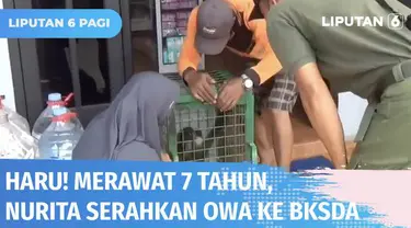 Kesedihan mewarnai pelepasan owa, satwa langka yang dirawat oleh Nurita sejak 7 tahun silam di Palangkaraya. Sadar hewan yang dilindungi itu sudah berusia dewasa, Nurita pun menyerahkannya ke BKSDA untuk dilepasliarkan.