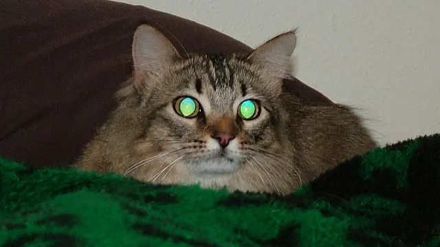 Kucing Mata Bersinar