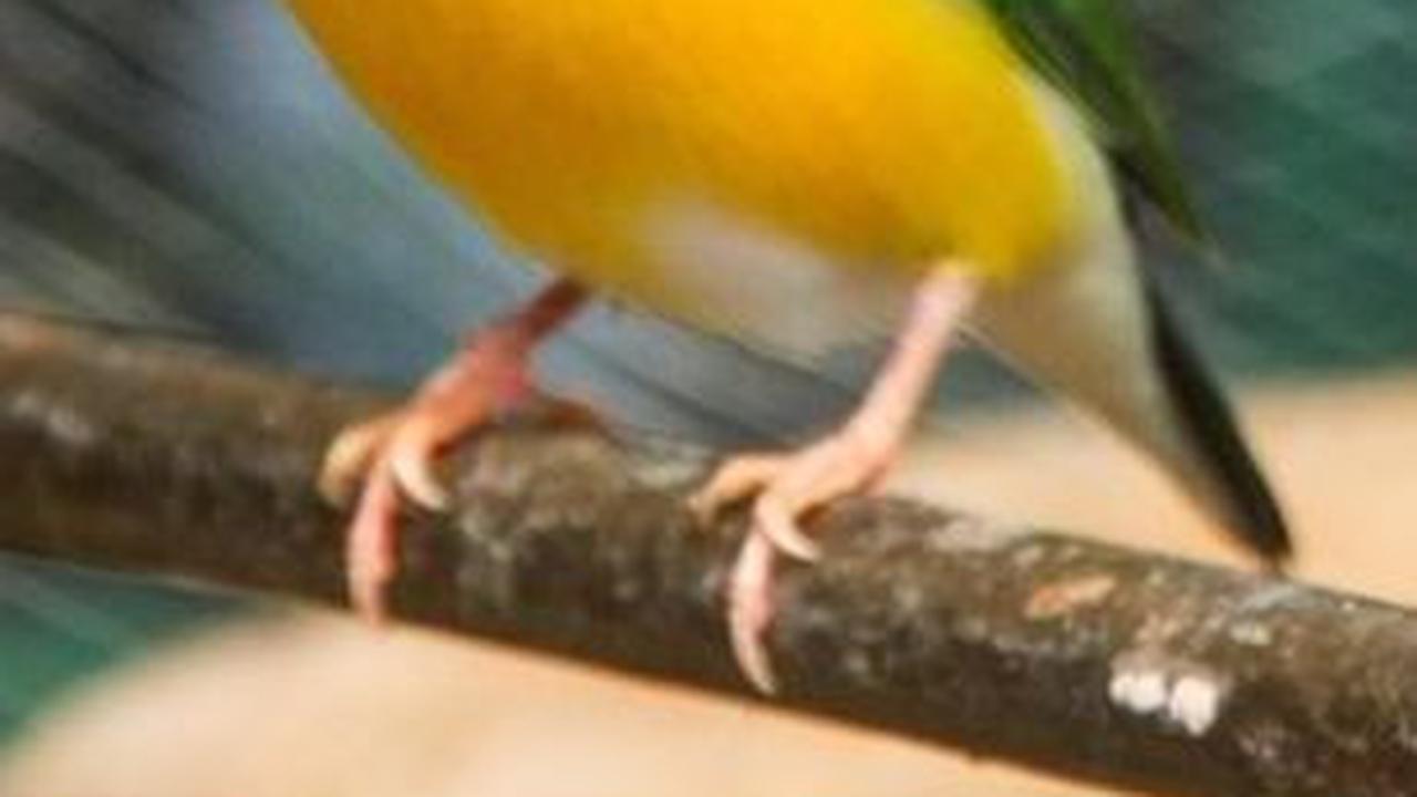 3. Burung Kutilang Gouldian
