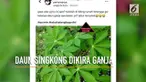 Seorang warganet mengaku takut ditangkap polisi. Ia pun mengunggah foto tanaman yang dicurigainya sebagai daun ganja.