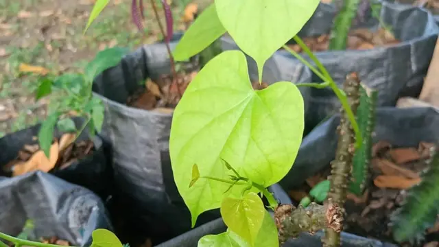 Brotowali, tanaman herbal jamu Indonesia