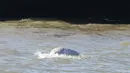 Seekor paus beluga atau paus putih muncul di permukaan Sungai Thames dekat Gravesend timur London, Rabu (26/9). Pengamat mengatakan, habitat mamalia laut ini ada di Arktik yang jaraknya mencapai ratusan mil dari lokasi ditemukan. (AFP/Daniel LEAL-OLIVAS)