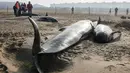 Warga menyaksikan paus pilot yang mati terdampar di Pantai Calais, Prancis, Senin (2/11). Enam dari 10 paus ditemukan sudah mati terdampar di pantai, sedangkan empat ekor paus berhasil diselamatkan petugas dan dikembalikan ke laut. (AFP/ Denis Charlet)