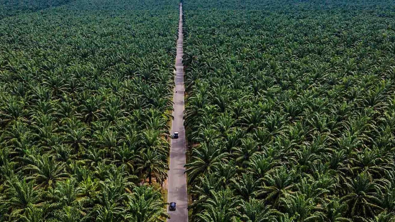 FOTO: Melihat Perkebunan Kelapa Sawit Rakyat Terbesar di Provinsi Aceh