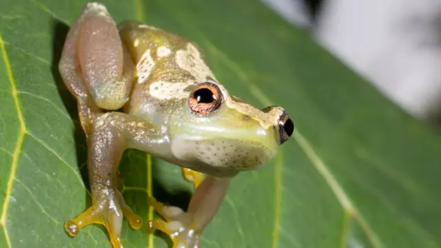 Katak Bisu