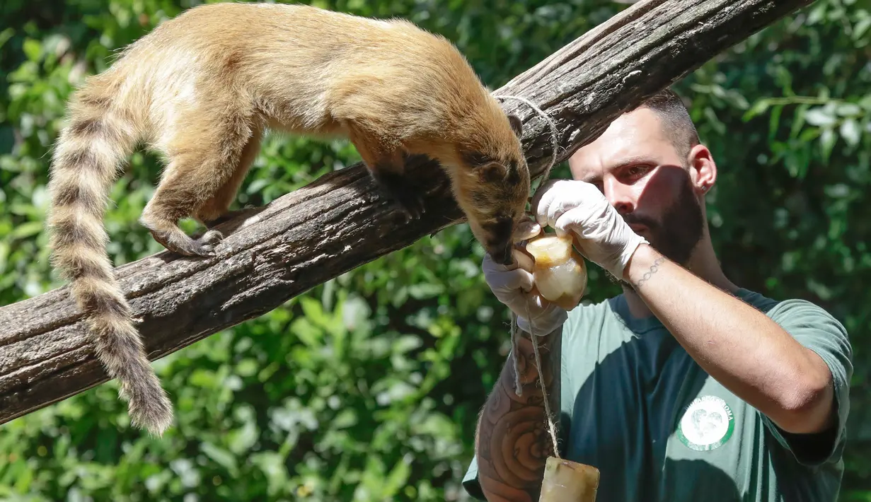 Seekor coati merah terlihat ketika seorang petugas menggantung es buah beku pada hari yang panas di kebun binatang Roma, Italia, Selasa (25/6/2019). Suhu tertinggi yang berkisar 37 sampai 40 derajat Celsius diperkirakan terjadi di wilayah Italia utara dan tengah. (AP Photo/Andrew Medichini)