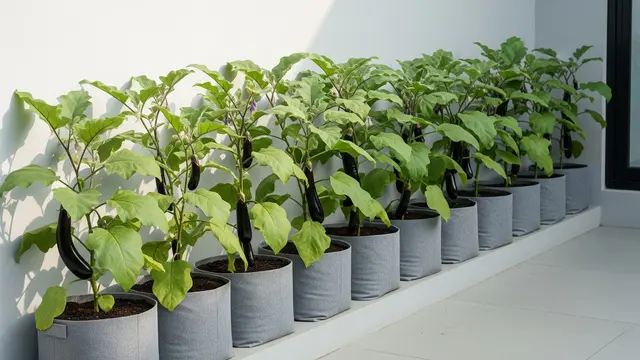 Kebun Terong dengan Grow Bags yang Fleksibel