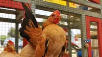 Ayam unik yang satu ini dihargai puluhan juta rupiah.
