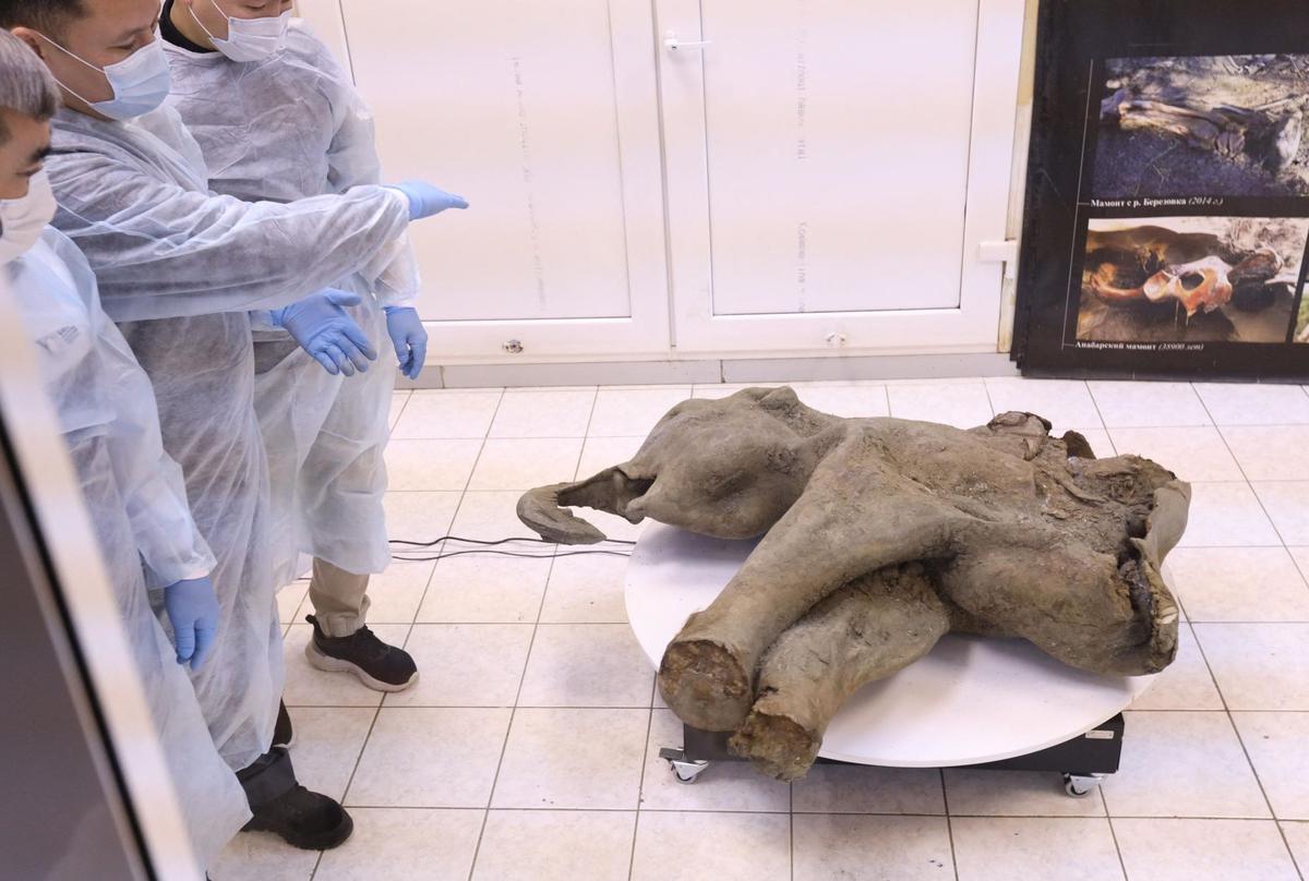 Bayi Mammoth Ditemukan di Bawah Salju Abadi Yakutia