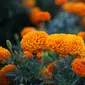 Ilustrasi tanaman bunga marigold. (dok. J K/Unsplash.com)