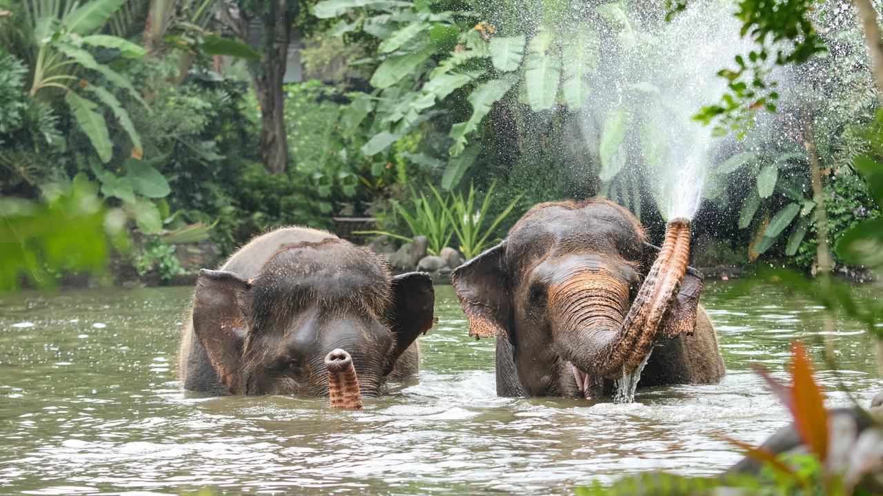 Bali Zoo Resmi Hentikan Atraksi Tunggang Gajah Demi Kesejahteraan Hewan