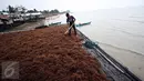 Kelompok Tani Sumber Laut Berjaya binaan PT Pertamina menjemur hasil panen rumput laut di Kampung Manggar, Balikpapan, Kamis (29/10). Pada 2020, Menteri Susi Pudjiastuti melarang ekspor bahan baku mentah rumput laut. (Liputan6.com/Immanuel Antonius)