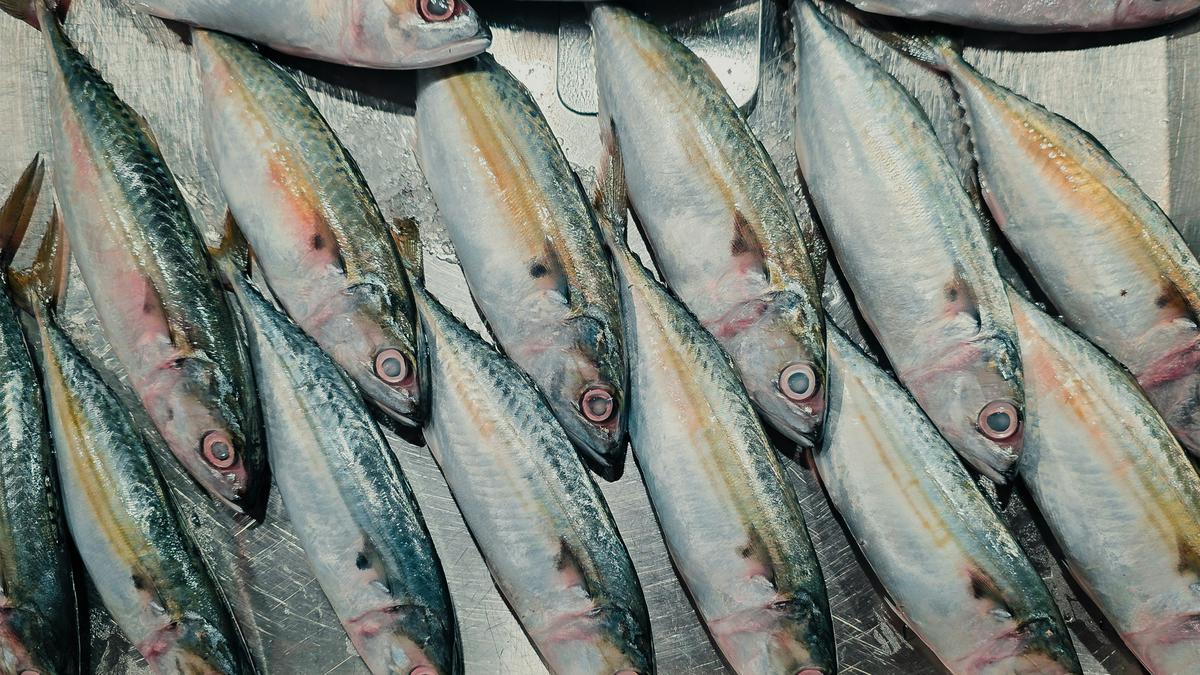 Aneka Resep Ikan Kembung Kukus: Sajian Sehat Penuh Nutrisi untuk Menu Harian Keluarga