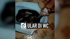 Ditemukan seekor ular besar di dalam WC rumah seorang warga di Jambi. Ini menggemparkan penduduk setempat. Pemilik rumah pun bergegas meminta bantuan tetangga sekitar.