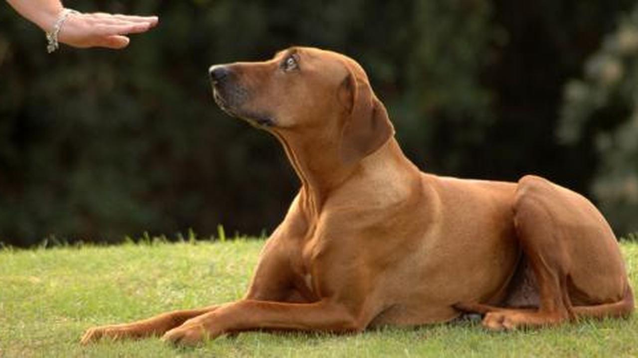 8 Tips penting melatih anjing