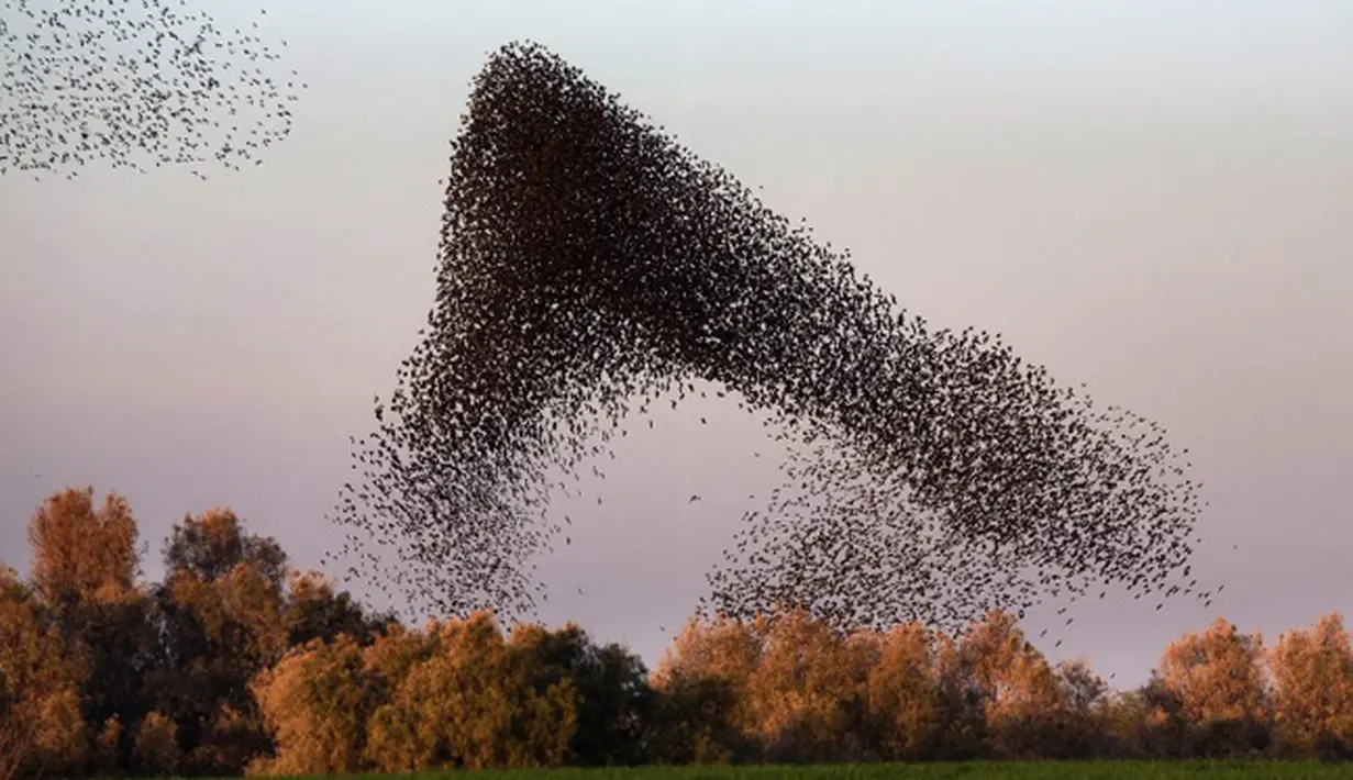 Sekelompok burung jalak menari dan membuat formasi yang indah di Padang Pasir Negev, Israel, Senin (2/2/2015). (AFP Photo/Menahem Kahana)
