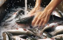 Tips Simpel Hilangkan Bau Tanah Ikan Patin, Gunakan Cara Sederhana Ini Bikin Sajian Jadi Lebih Sedap dan Gurih