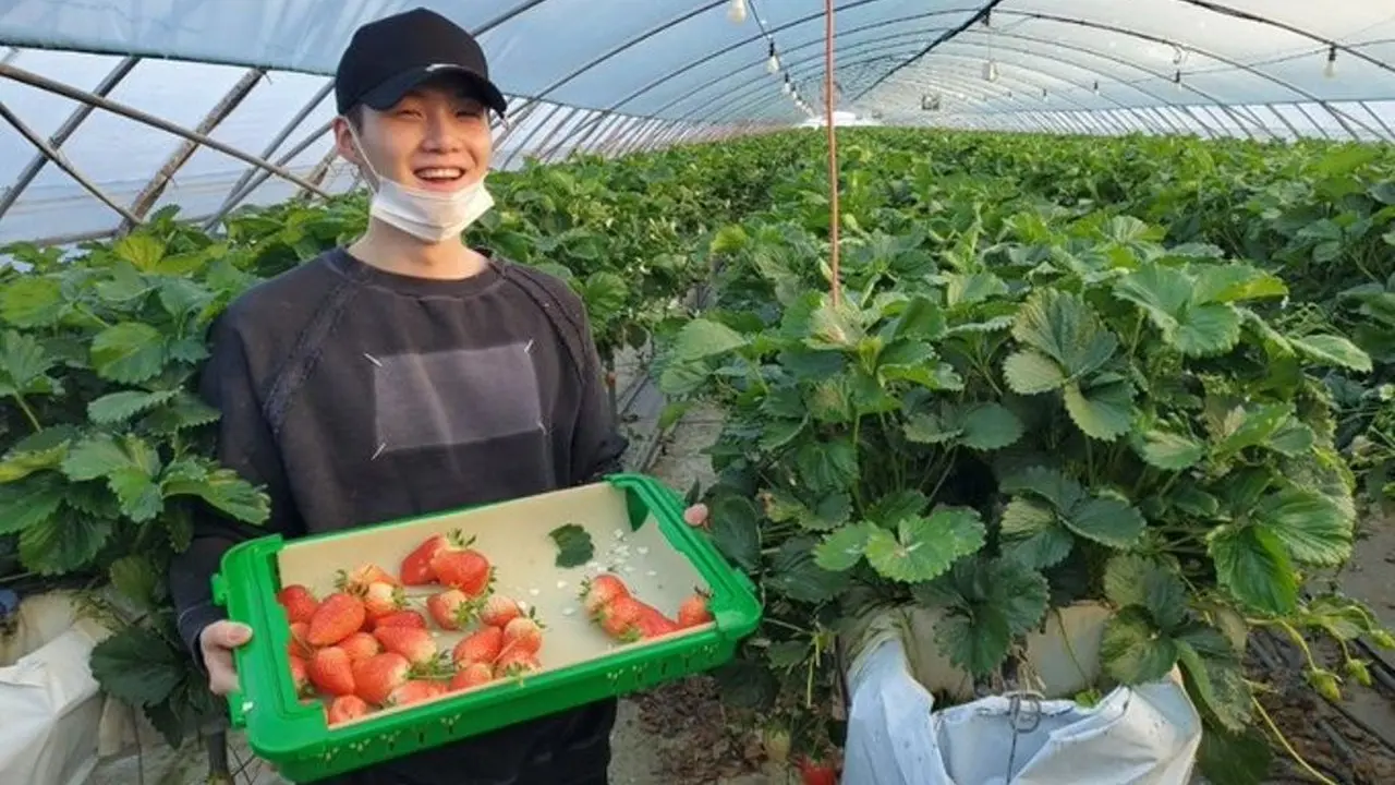 Kegiatan Suga BTS di Tengah Pandemi, Berkebun dan Panen Stroberi
