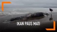 Seekor ikan paus abu-abu ditemukan mati terdampar di Pantai Limantour, California. Ini merupakan bangkai paus ke-13 yang ditemukan sejak 10 Maret 2019.