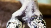 Seekor ular raja California berkepala dua berusia 17 tahun (Lampropeltis getulus californiae) bernama Tom & Jerry dipamerankan di 'Expo Reptil', Villeneuve, Swiss (22/12). Lebih dari 200 hewan dipamerkan di pameran ini. (Laurent Gillieron/Keystone via AP)