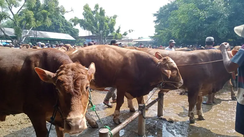 PMK makin merebak di Tuban. (Adirin/Liputan6.com).