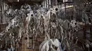 Kerangka binatang yang ditampilkan di galeri anatomi komparatif Museum Sejarah Alam Prancis di Paris, Kamis (16/11). Museum yang menyimpan ribuan tulang belulang hewan dan benda purba ini berencana merenovasi gedungnya. (Martin BUREAU/AFP)