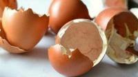 Jangan Buang Kulit Telur, Karena Banyak Manfaatnya