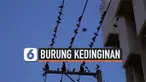 Ribuan burung jalak berlindung ke pusat kota di Uthai Thani, Thailand. Burung-burung tersebut turun untuk menghangatkan diri selama musim dingin.