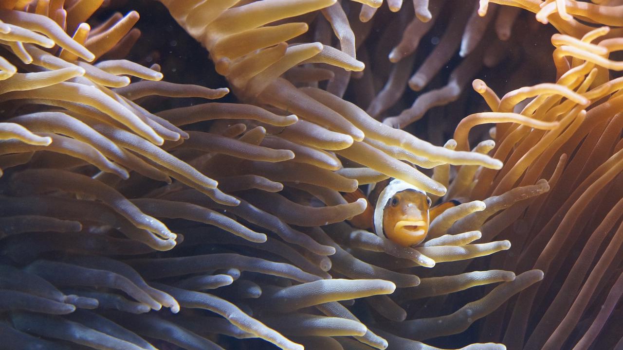 Ilustrasi Simbiosis Komensalisme