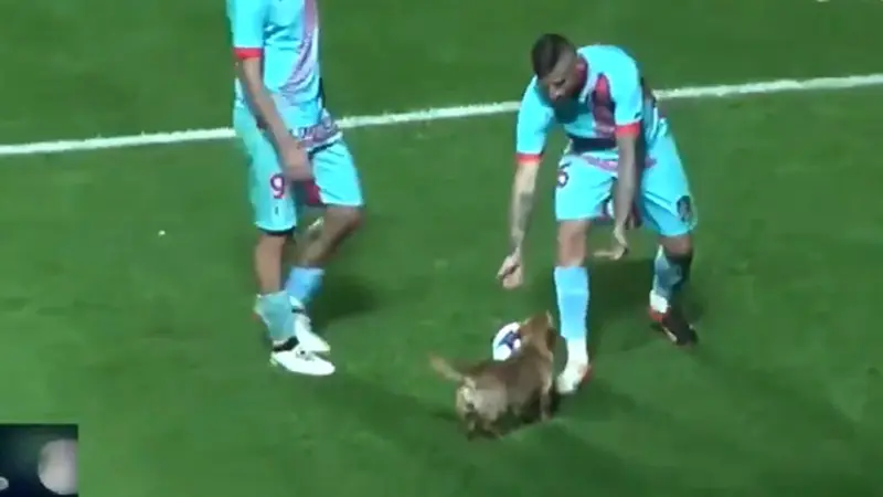 Aksi Menggemaskan Anjing Curi Bola di Liga Argentina