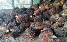 Trivia: Harga TBS Sawit Kaltim Turun Tipis Akibat Pelemahan CPO di Akhir Oktober 2025?