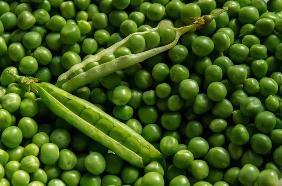 Sayuran Tinggi Protein yang Mudah Ditanam Sendiri, Cocok untuk Pola Makan Sehat
