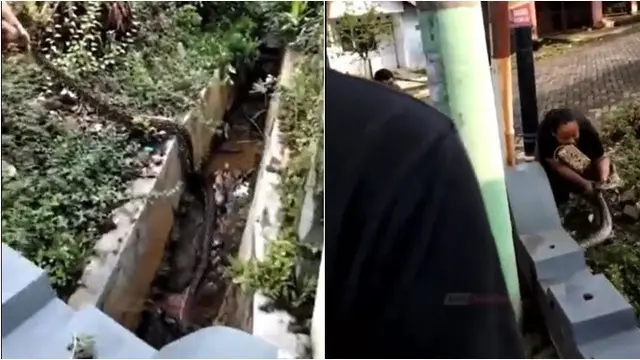 Aksi Berani Emak-Emak Tangkap Ular Besar Ini Bikin Takjub, Netizen: Real Ras Terkuat