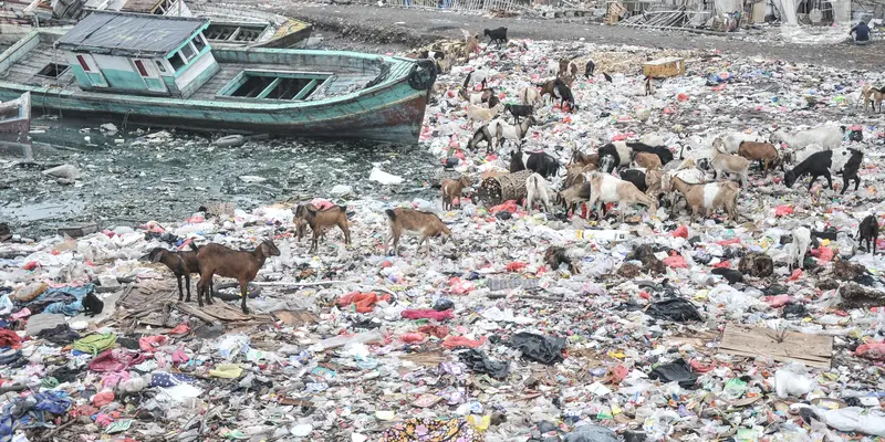 Kambing Ternak Makan Sampah di Pesisir Cilincing