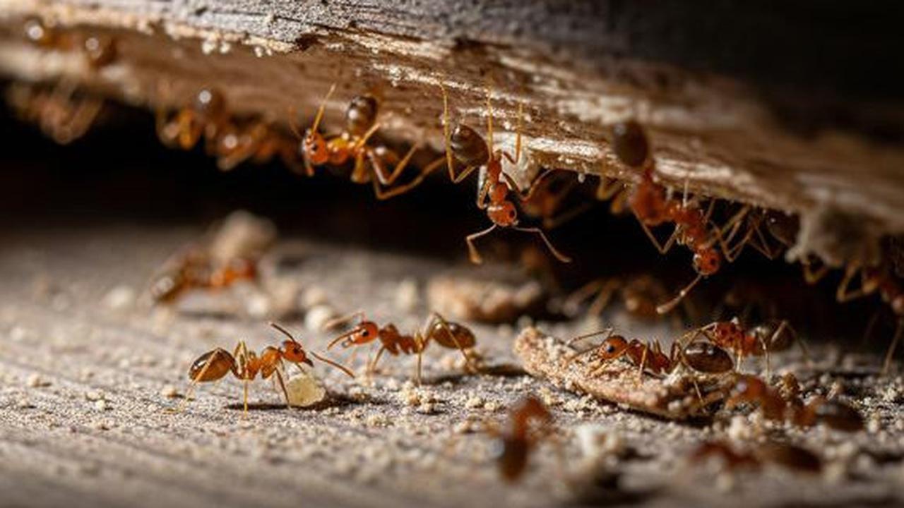 7 Trik Jitu Menghilangkan Sarang Semut di Lantai dan Sudut Rumah, Cukup Pakai Bahan Dapur