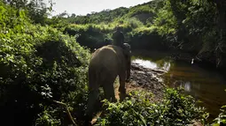 Seorang pawang membawa gajah jantan Sumatra ke sungai untuk mandi di dekat Unit Respons Konservasi Alue Kuyun di Meulaboh, Aceh pada 27 Juli 2019.  Gajah Sumatra termasuk salah satu spesies yang terancam punah dan diperkirakan hanya tersisa sekitar 500 ekor di Aceh. (CHAIDEER MAHYUDDIN/AFP)