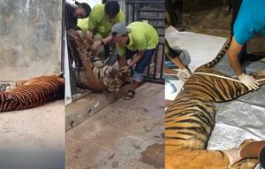 Seekor harimau sumatra bernama Bakas yang sebelumnya berhasil dievakuasi dari wilayah konflik di Lampung Barat dikabarkan mati saat proses pemindahan ke Lembaga Konservasi (LK) Lembah Hijau, Bandar Lampung. (Liputan6.com/ Dok Ist)